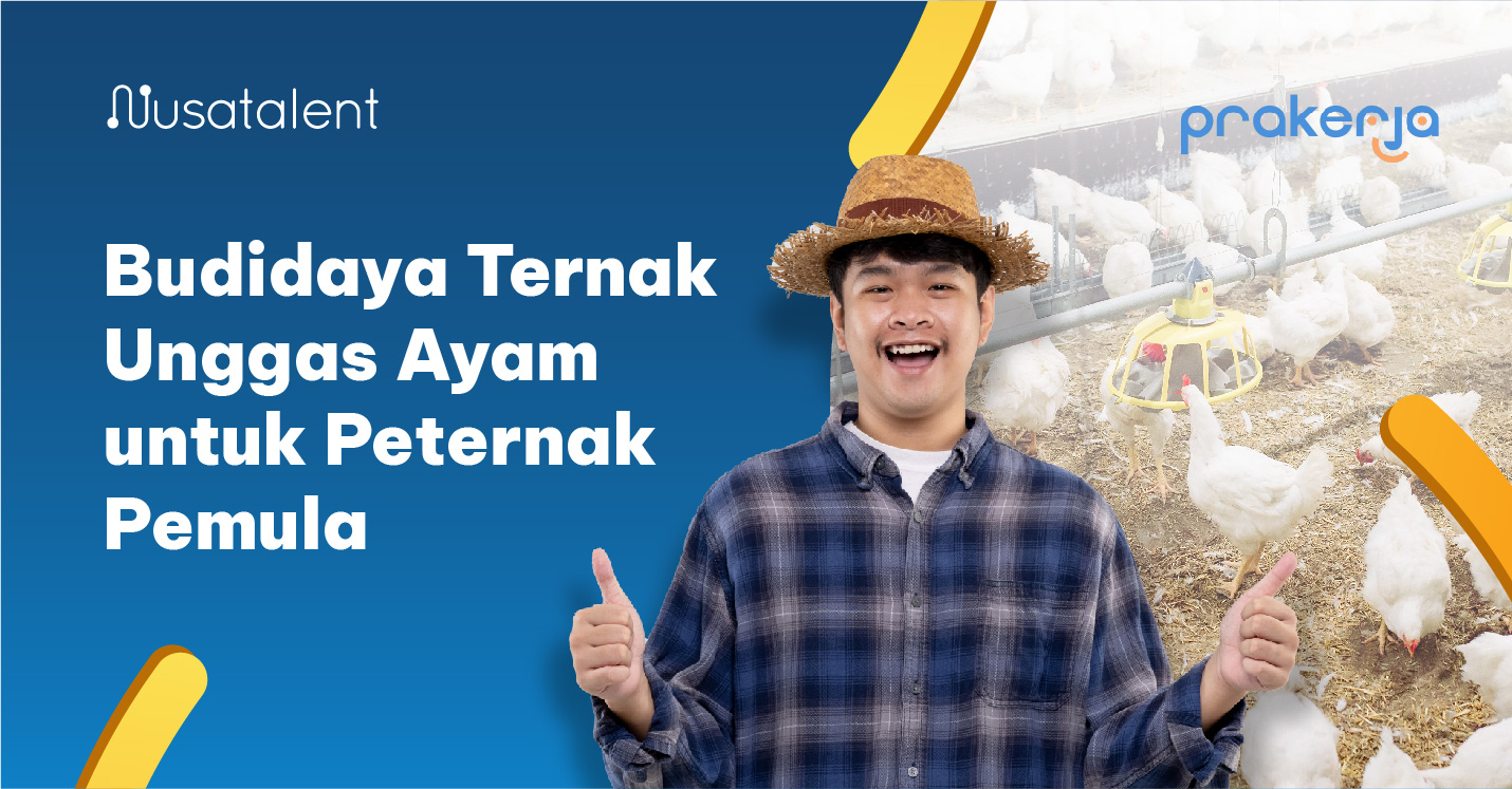 Budidaya Ternak Unggas Ayam Untuk Peternak Pemula